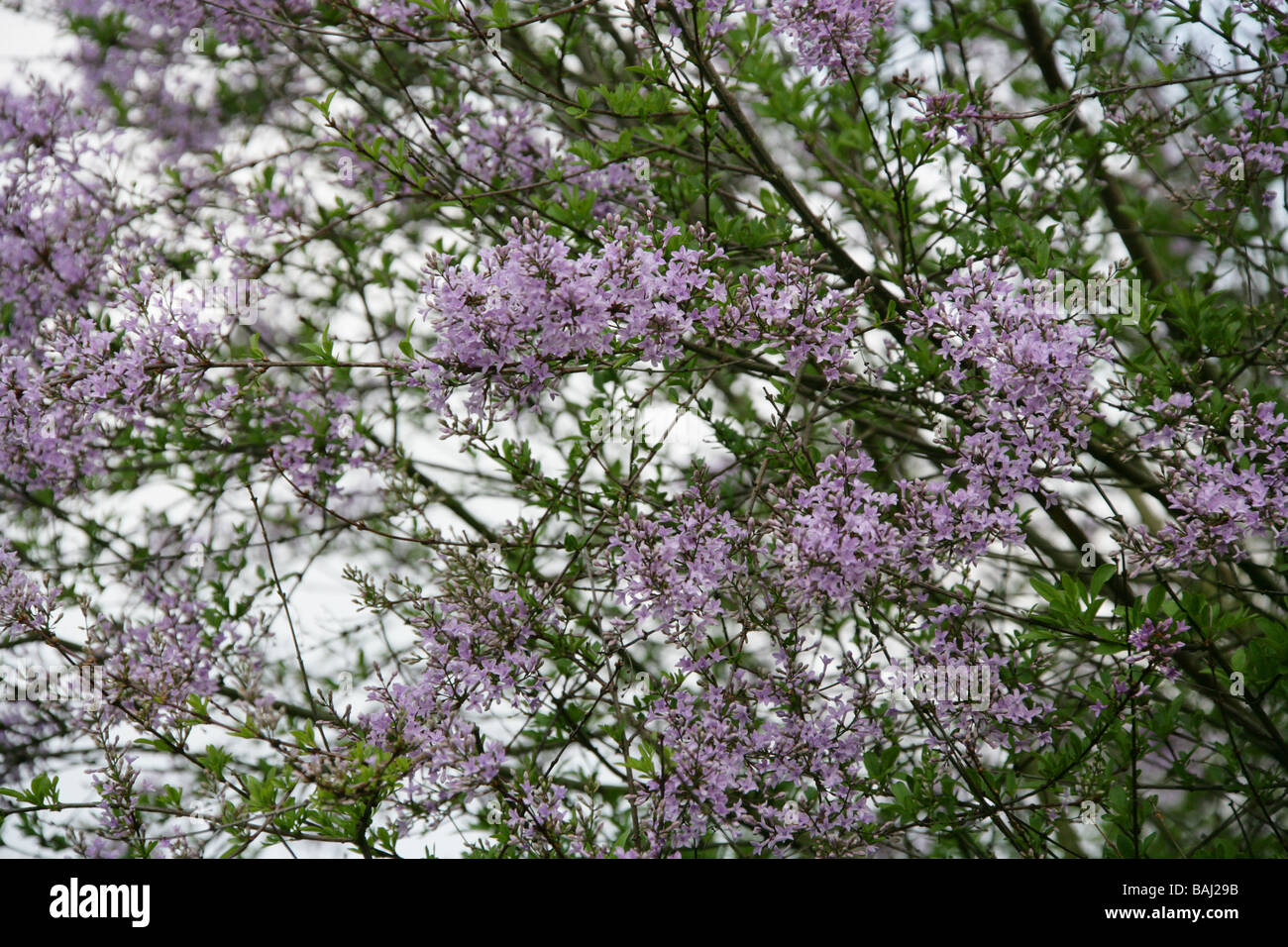 Cut-foglia di Lilla, Syringa laciniata, Oleaceae | Piante ornamentali, ovest della Cina Foto Stock