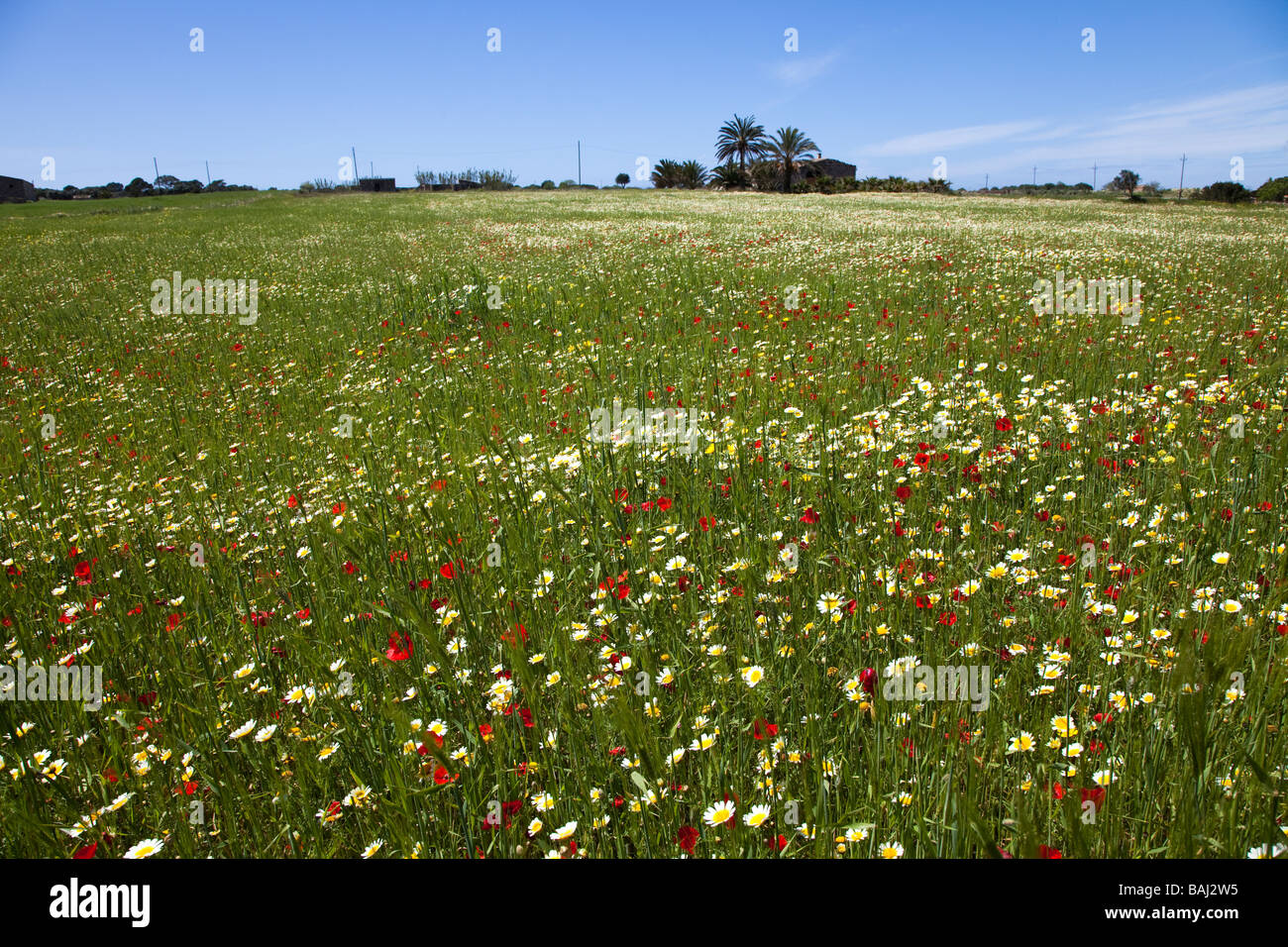 Campo di fiori selvatici Mallorca Spagna Spain Foto Stock