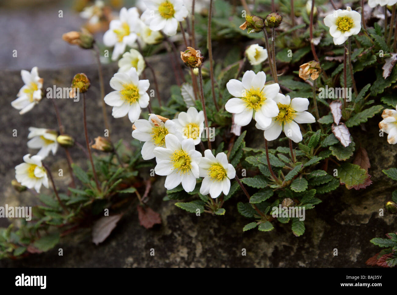 Mountain Avens, Dryas octopetala, Rosaceae, Europa e Nord America. Britannico di fiori selvatici. Foto Stock