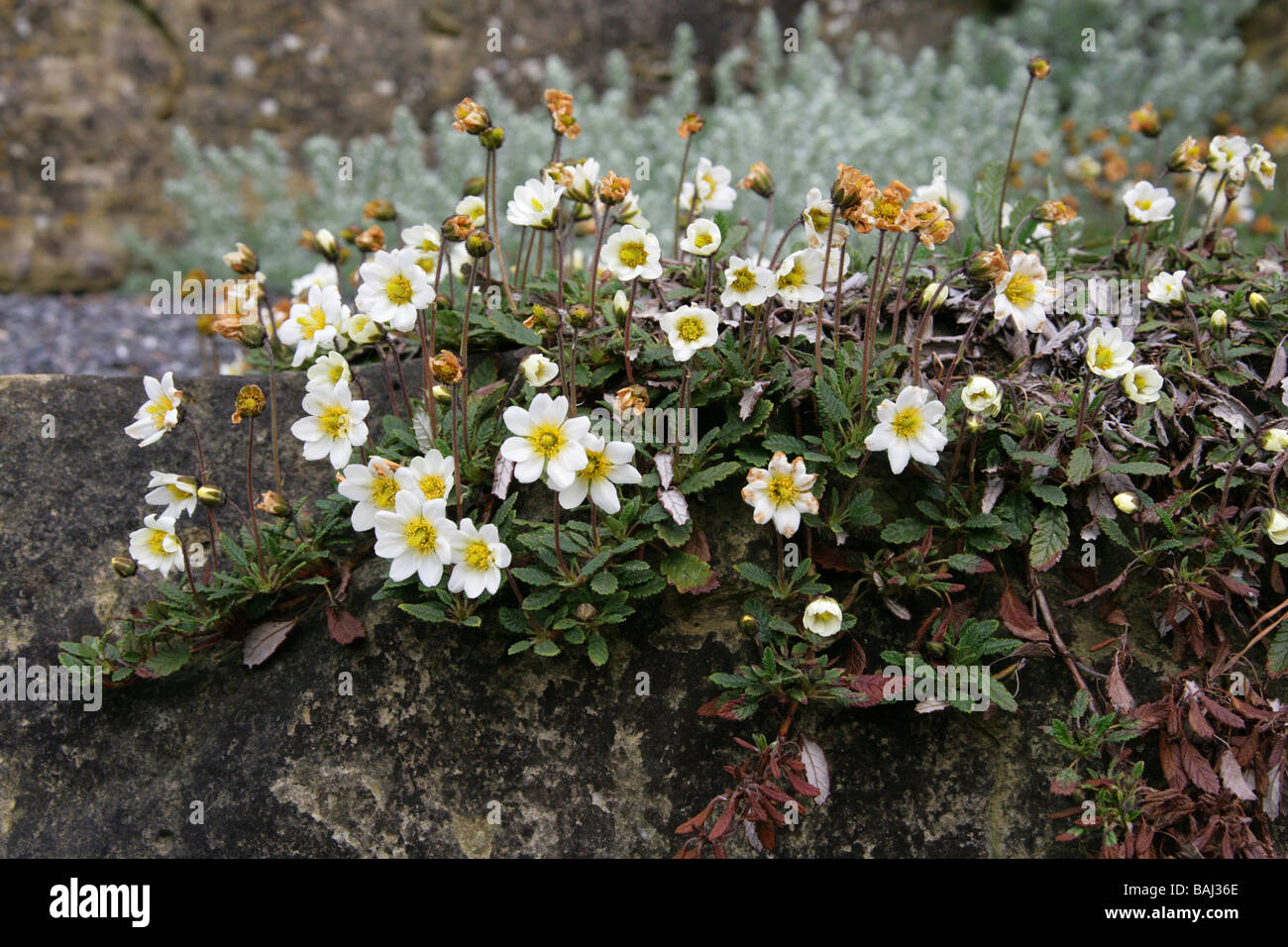 Mountain Avens, Dryas octopetala, Rosaceae, Europa e Nord America. Britannico di fiori selvatici. Foto Stock