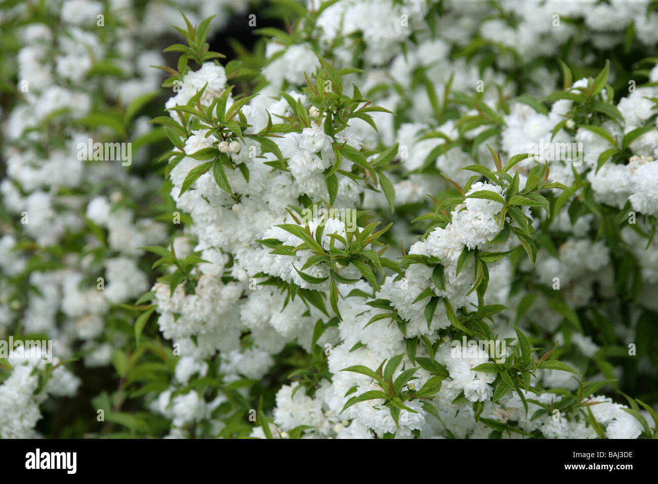 Fioritura nana mandorla aka bussola cinese Berry, Prunus glandulosa "Alba" Plena Rosaceae Foto Stock