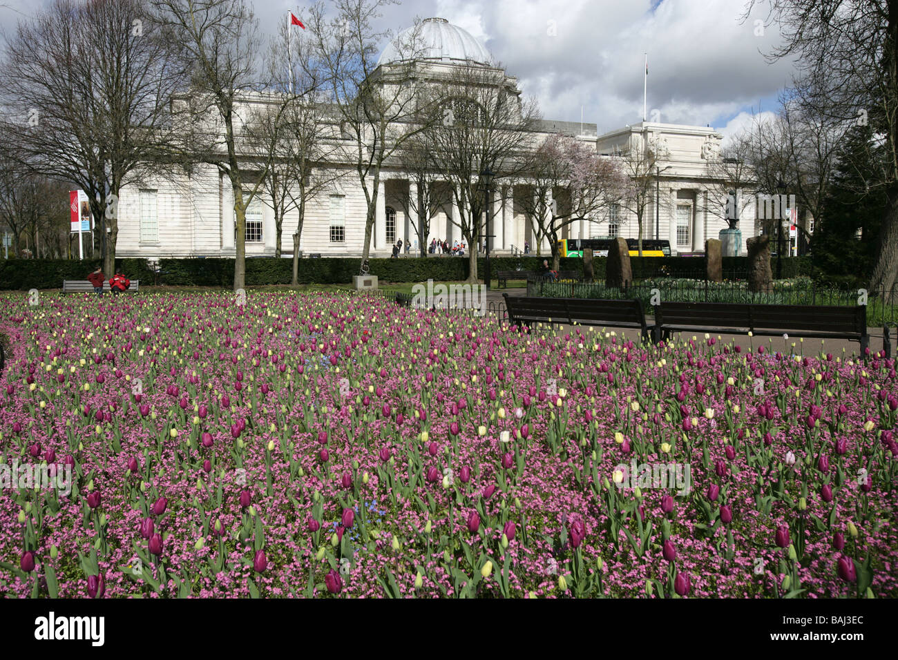 Città di Cardiff, nel Galles del Sud. Viola tulip letti in Gorsedd Gardens, con il Cardiff Museo Nazionale in background. Foto Stock