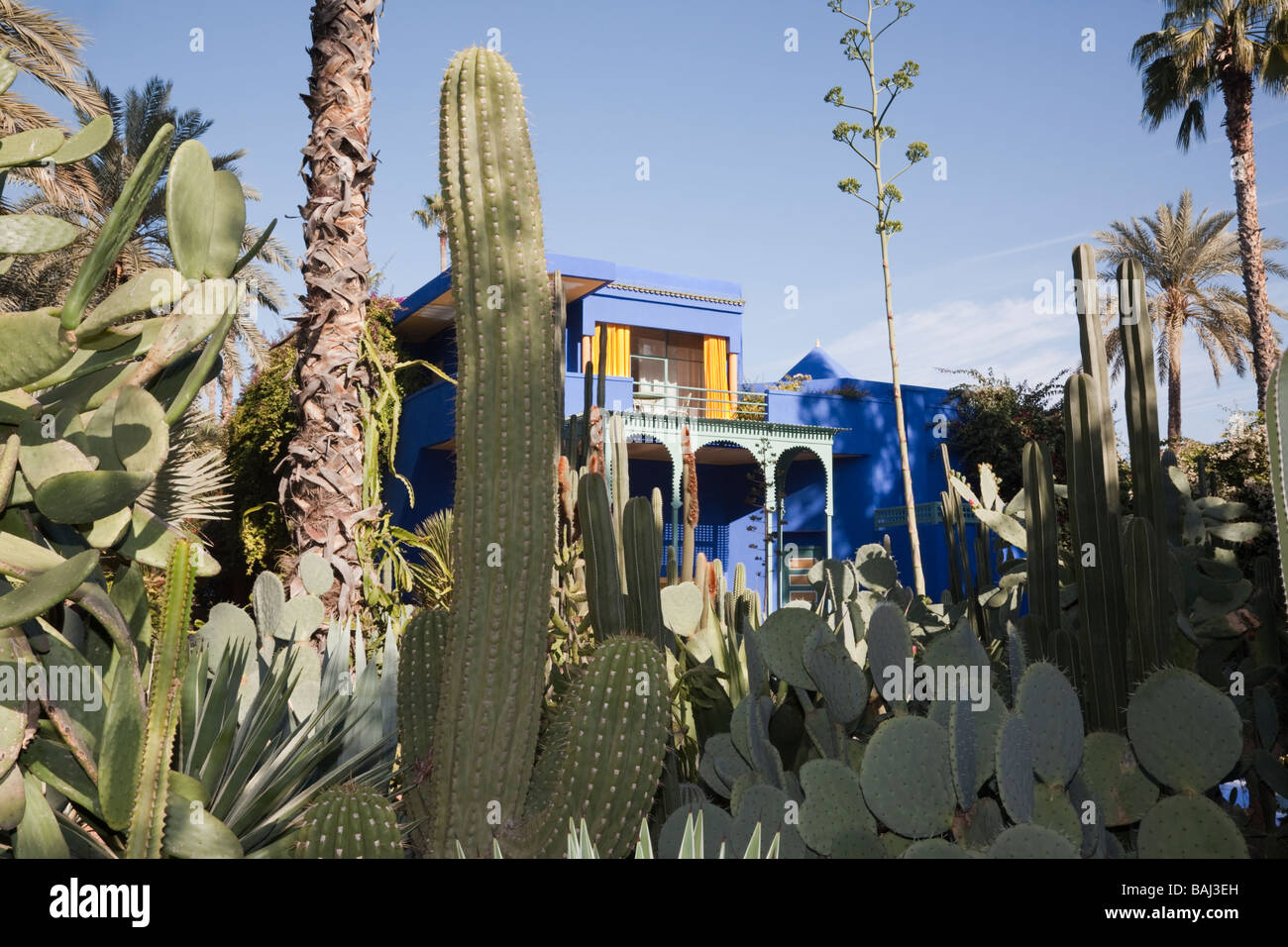 Piante di cactus al di fuori del Museo di Arte Marocchina nel Jardin Marjorelle giardini tropicali. Marrakech marocco Foto Stock