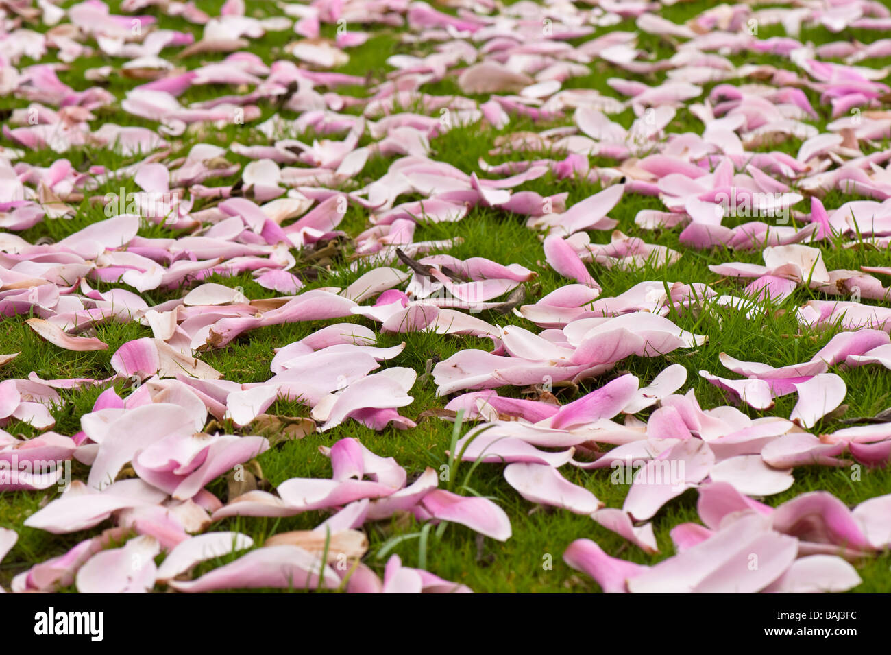 Caduto foglie magnolia sull'erba London Regno Unito Foto Stock