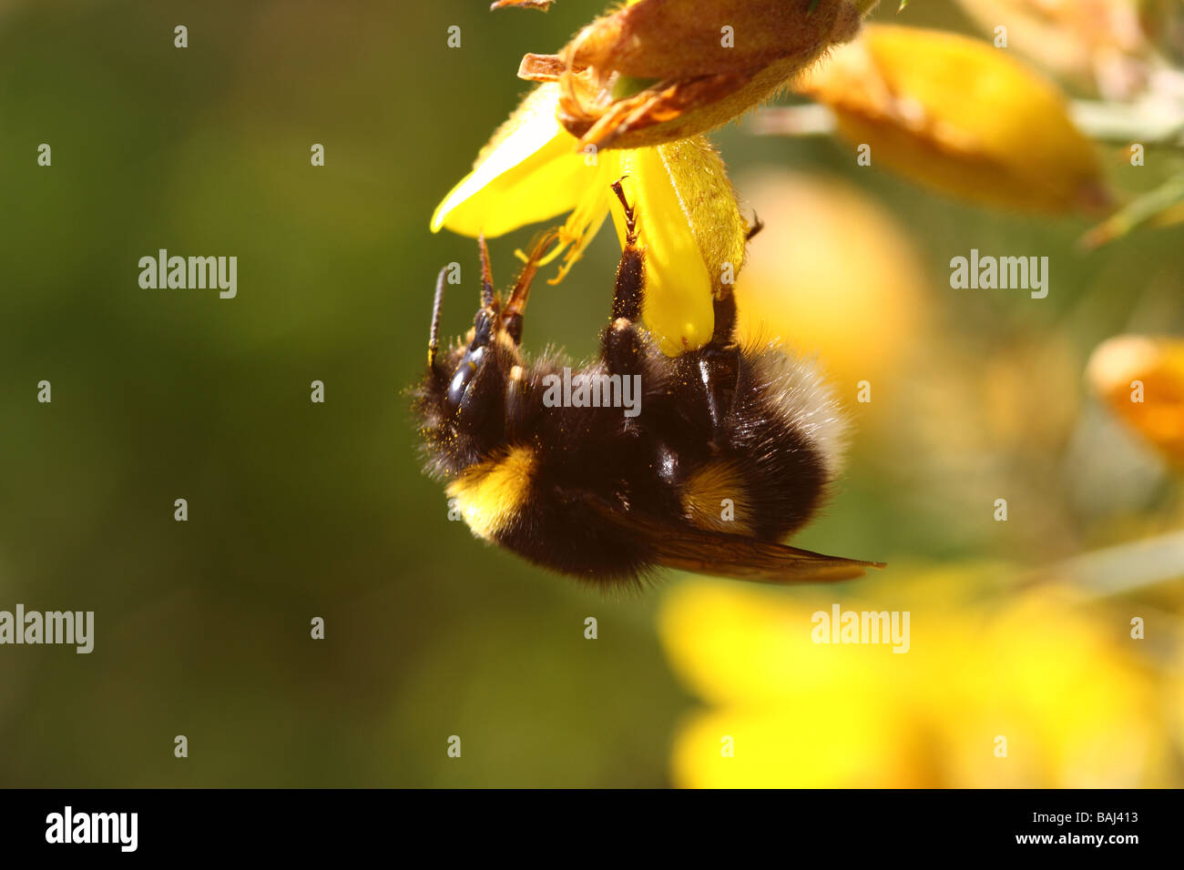 Bumble Bee bombus hortorum alimentazione su gorse boccole Foto Stock
