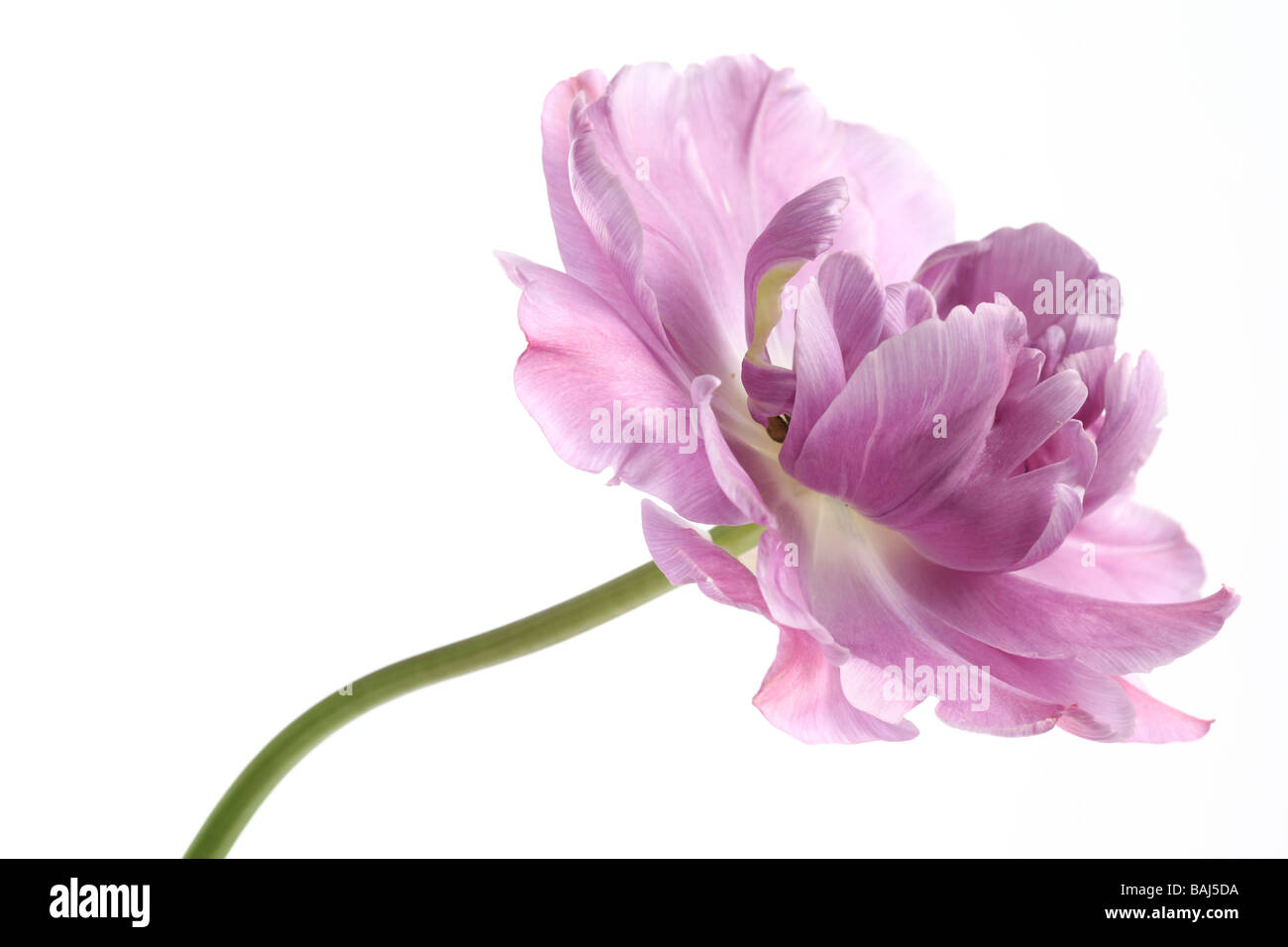 Primo piano di un tulipano tulipa lilla perfezione su un bianco Foto Stock