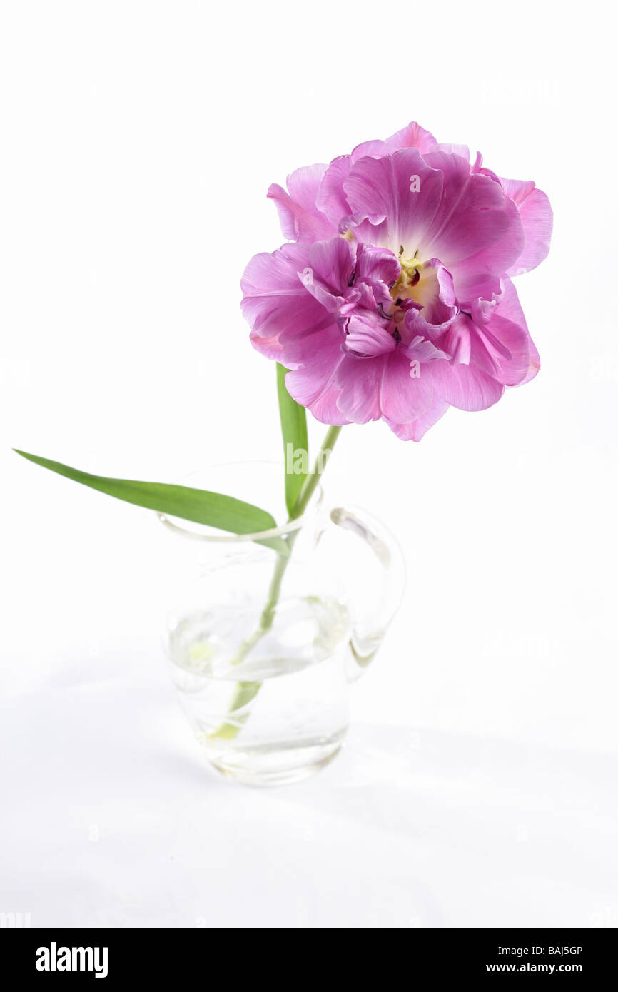 Single tulip tulipa Lilla la perfezione in un vaso di vetro caraffa su sfondo bianco Foto Stock