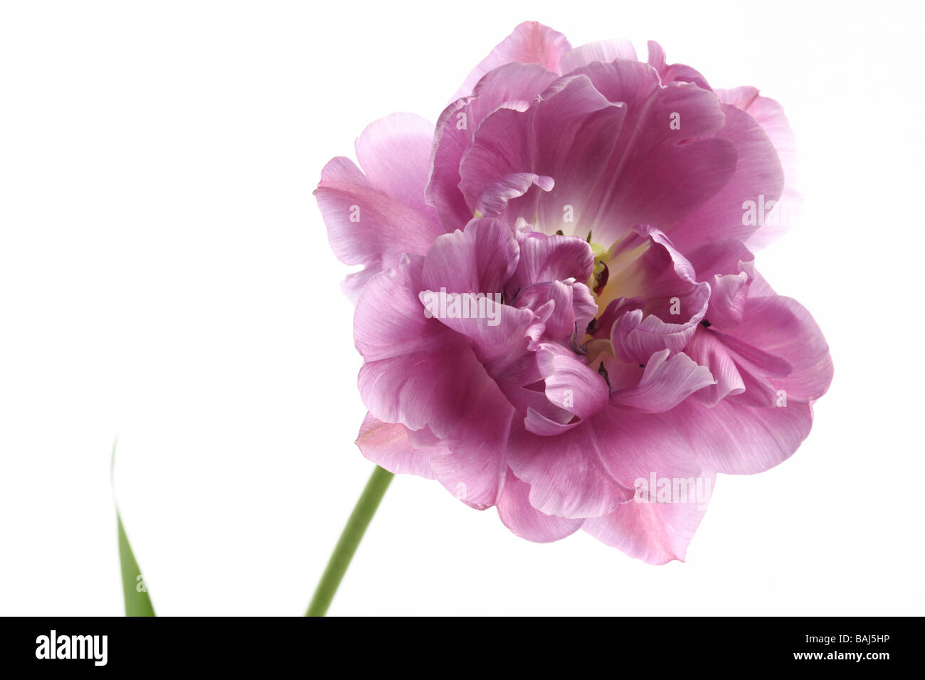 Primo piano di un tulipano tulipa lilla perfezione su sfondo bianco Foto Stock