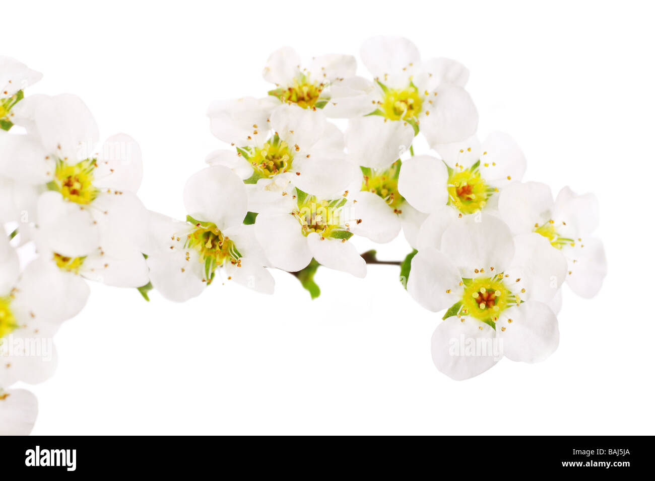 Fioritura spirea comunemente noto come il fiore nuziale spazio per il testo Foto Stock