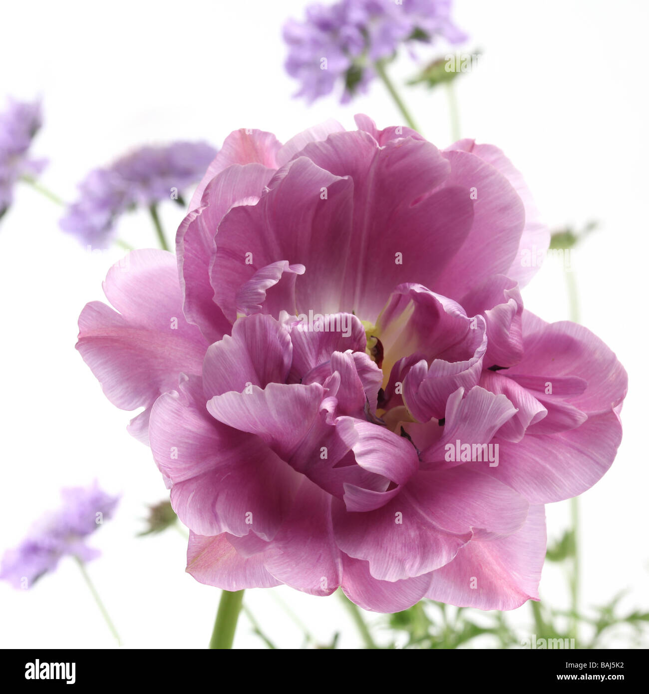 Tulip tulipa lilla perfezione su uno sfondo bianco preso in un studio con fiori malva nella distanza Foto Stock
