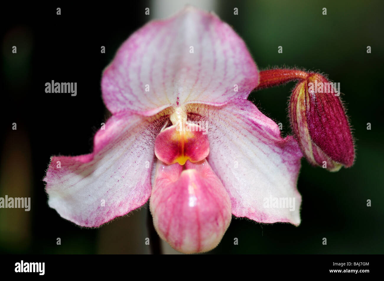 Fiori di orchidea. Rosa pianella della Madonna. Foto Stock