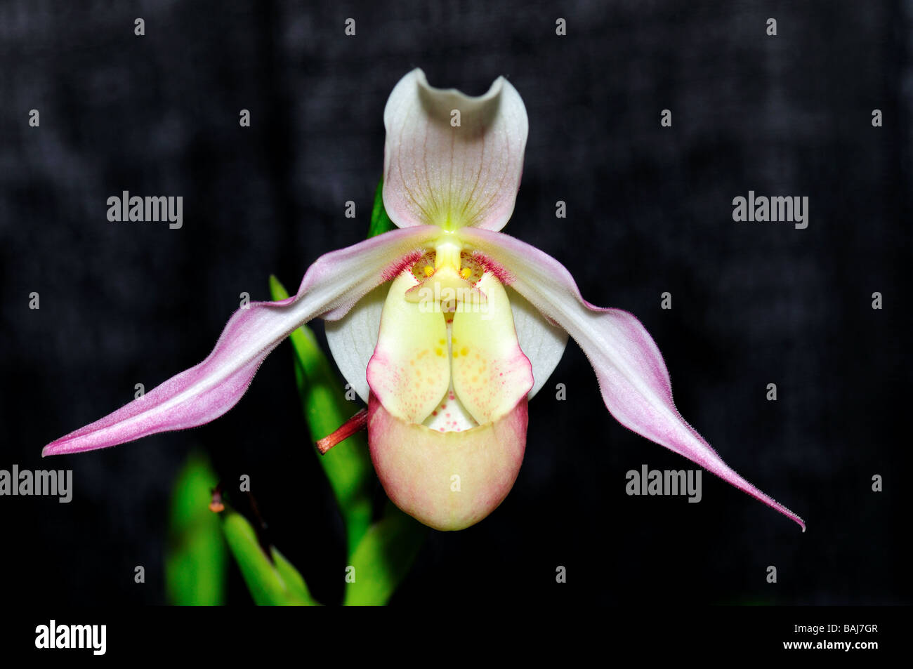 Fiori di orchidea. Rosa pianella della Madonna. Foto Stock