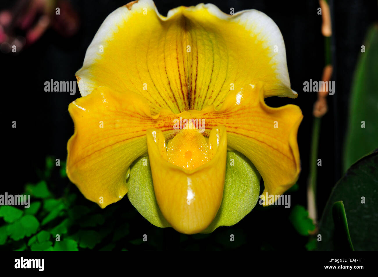 Fiori di orchidea. Giallo pianella della Madonna. Foto Stock