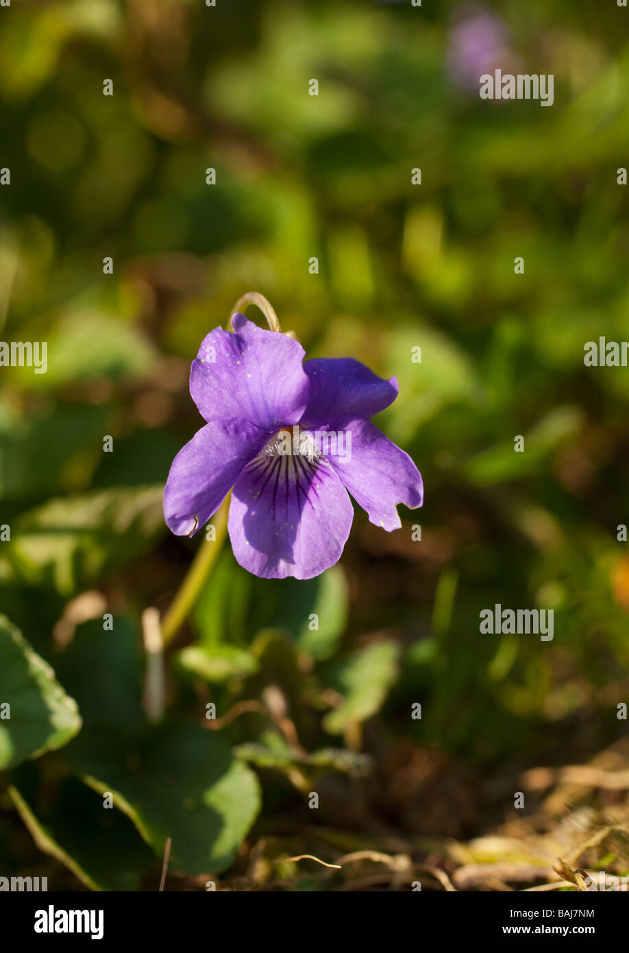 Inglese Viola Viola odorata England Regno Unito GB Foto Stock