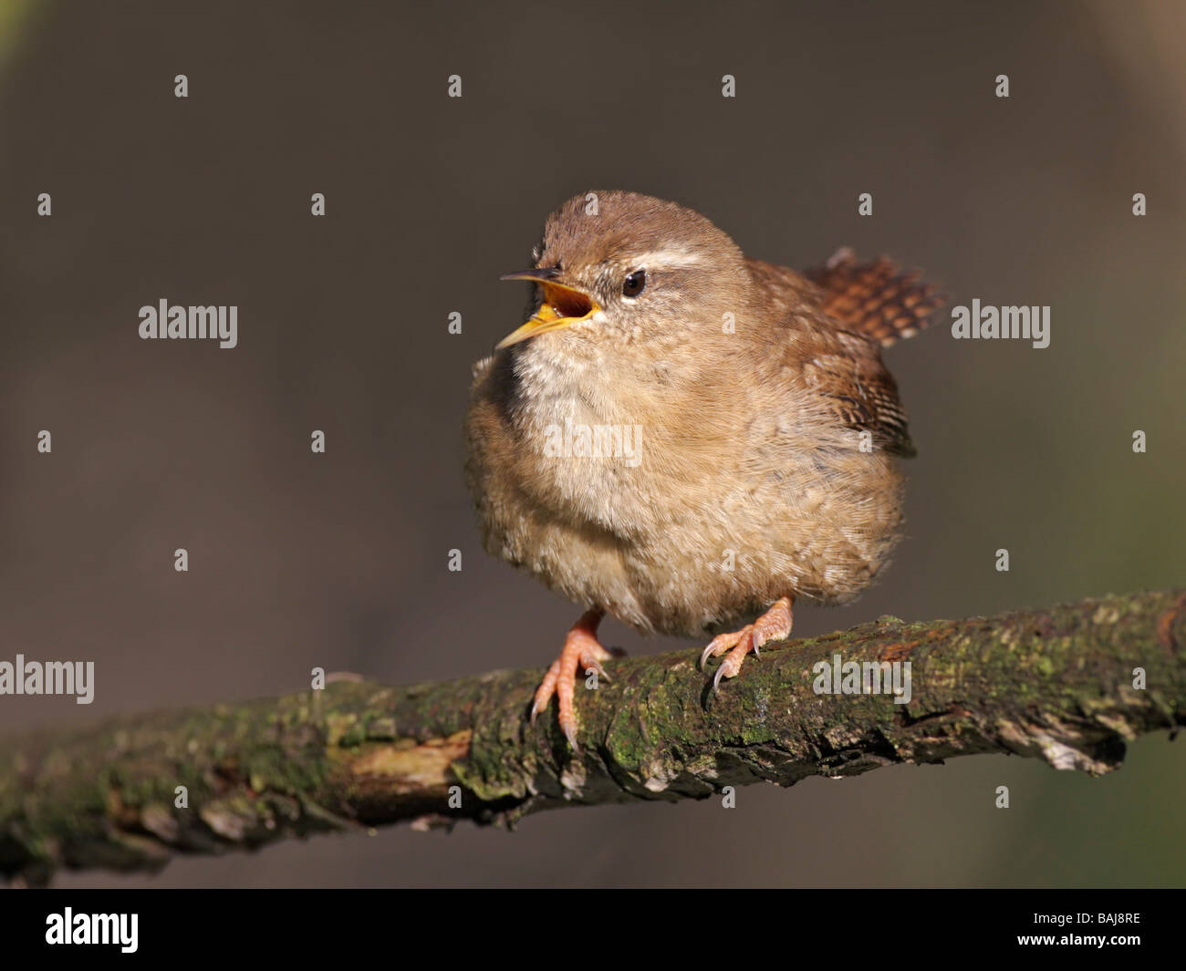 Scricciolo, Troglodytes troglodytes, appollaiato sul ramo cantando Foto Stock