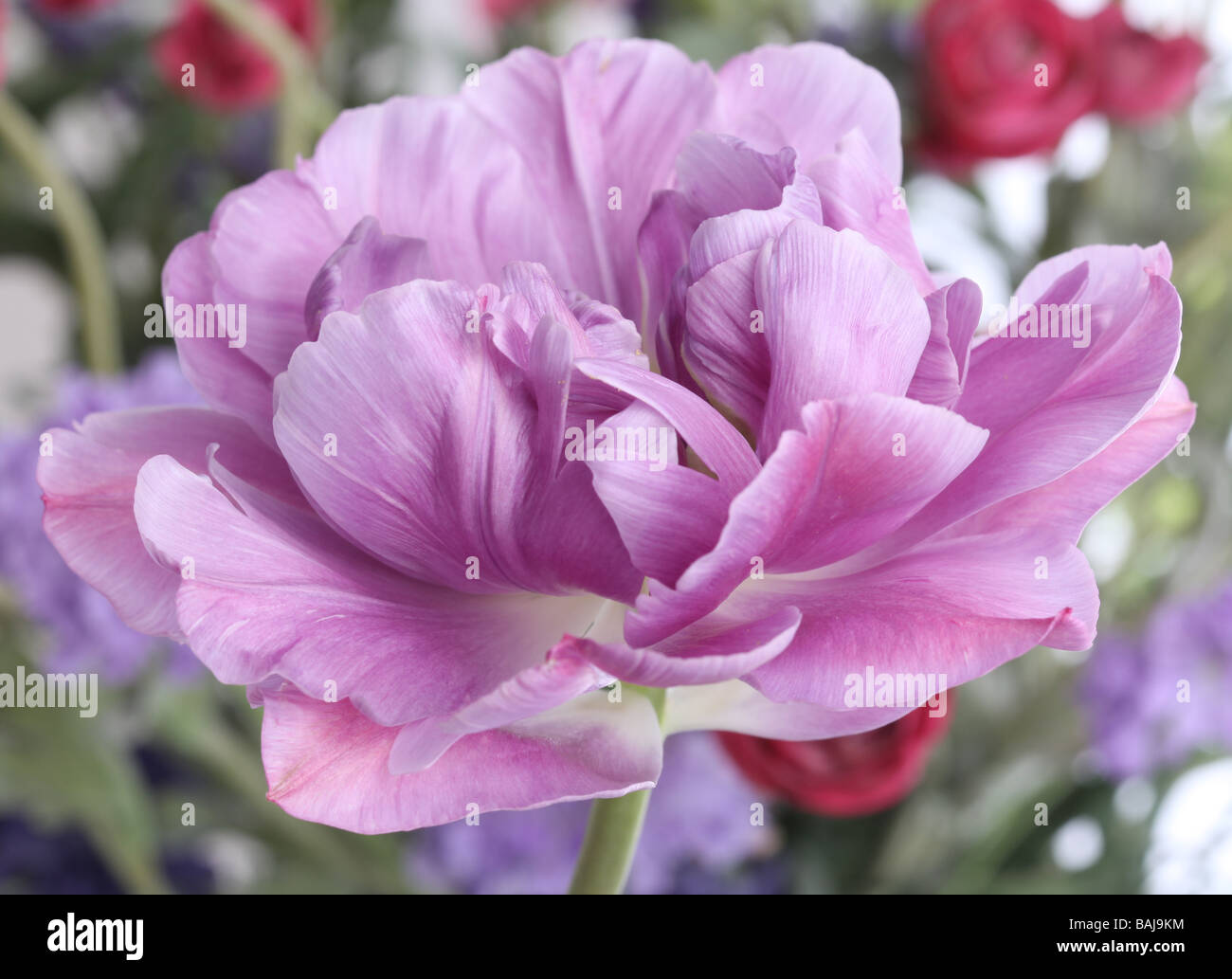 Un tulipano tulipa lilla fiore di perfezione in testa davanti ad un mazzo di fiori colorati Foto Stock