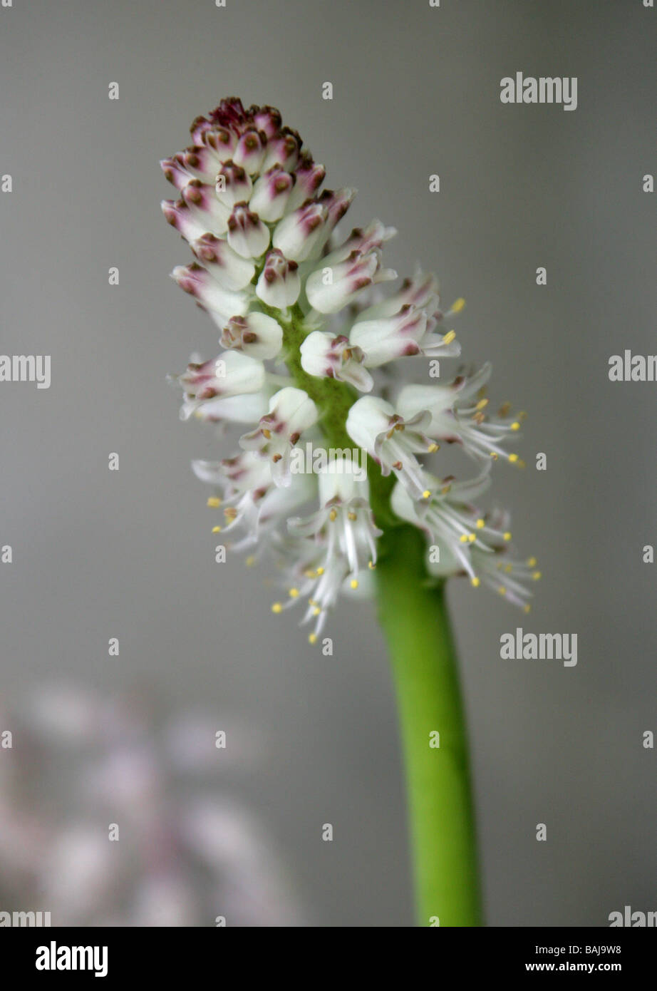 Lachenalia pustulata, Hyacinthaceae, Provincia del Capo, in Sud Africa Foto Stock