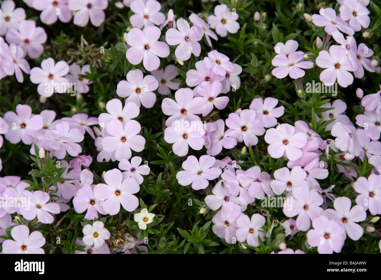 Lo spunto da fermi, Phlox Phlox douglasii rosea, Polemoniaceae Foto Stock
