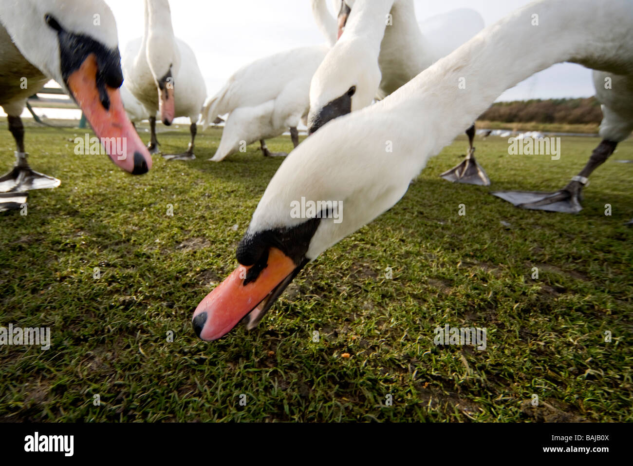 Cigni bianchi; gli uccelli mangiano Foto Stock