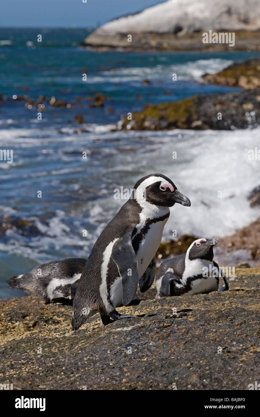 Pinguino africano Spheniscus demersus a Boulder Beach Città di Simon Sud Africa Foto Stock