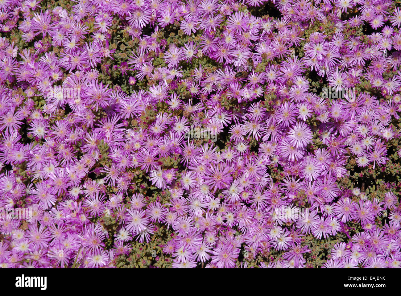 Lampranthus rosa (ghiaccio) di piante in fiore, Javea /Xabia, Provincia di Alicante, Comunidad Valenciana, Spagna Foto Stock
