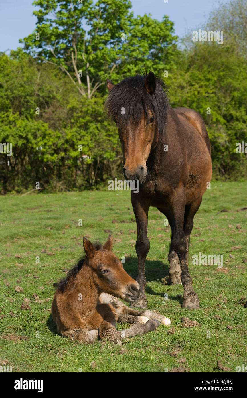 Nuova foresta cavallo Inghilterra pony poney hampshire Foto Stock