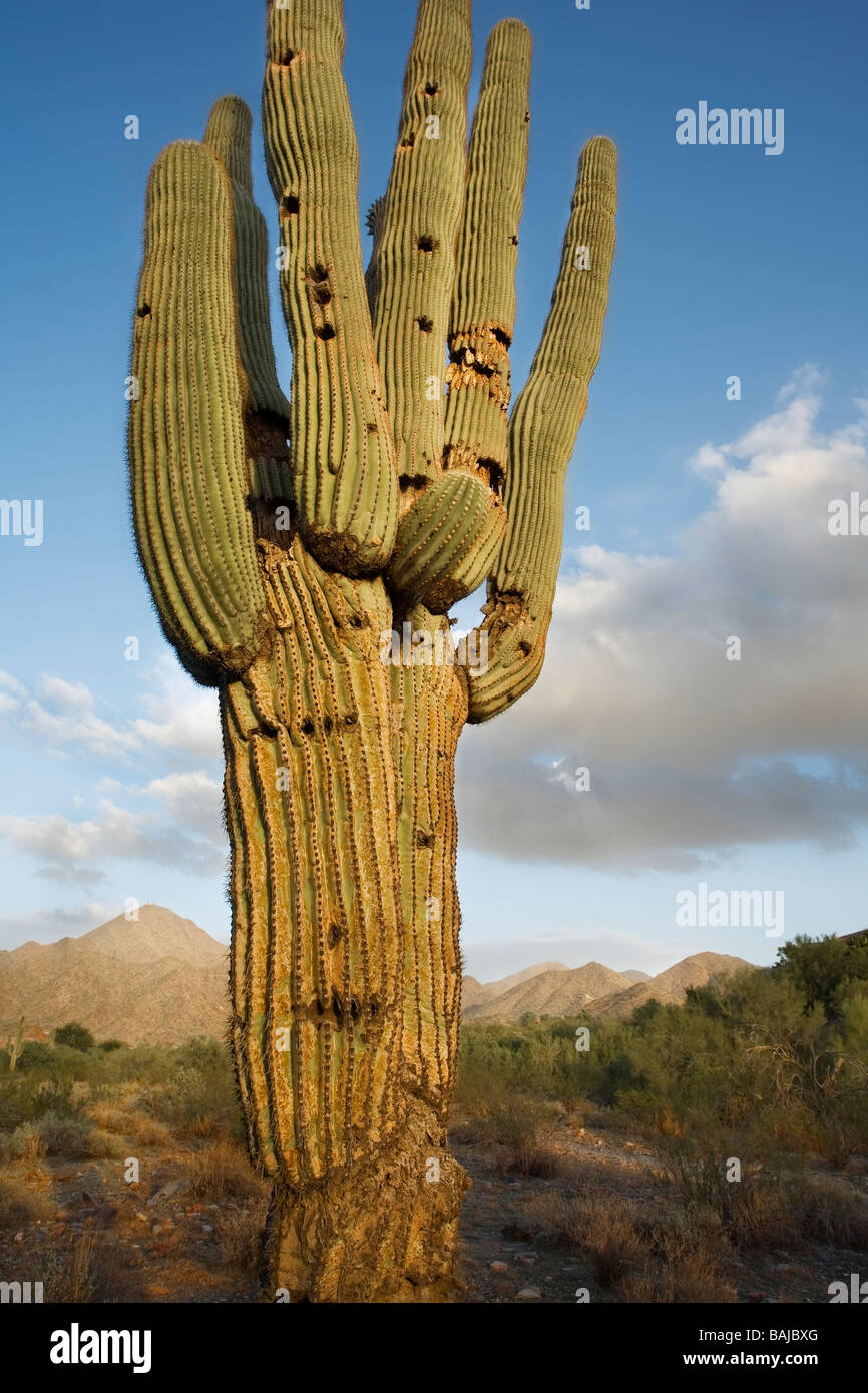 Antica cactus Saguaro e montagne, Scottsdale, Arizona, Stati Uniti d'America Foto Stock