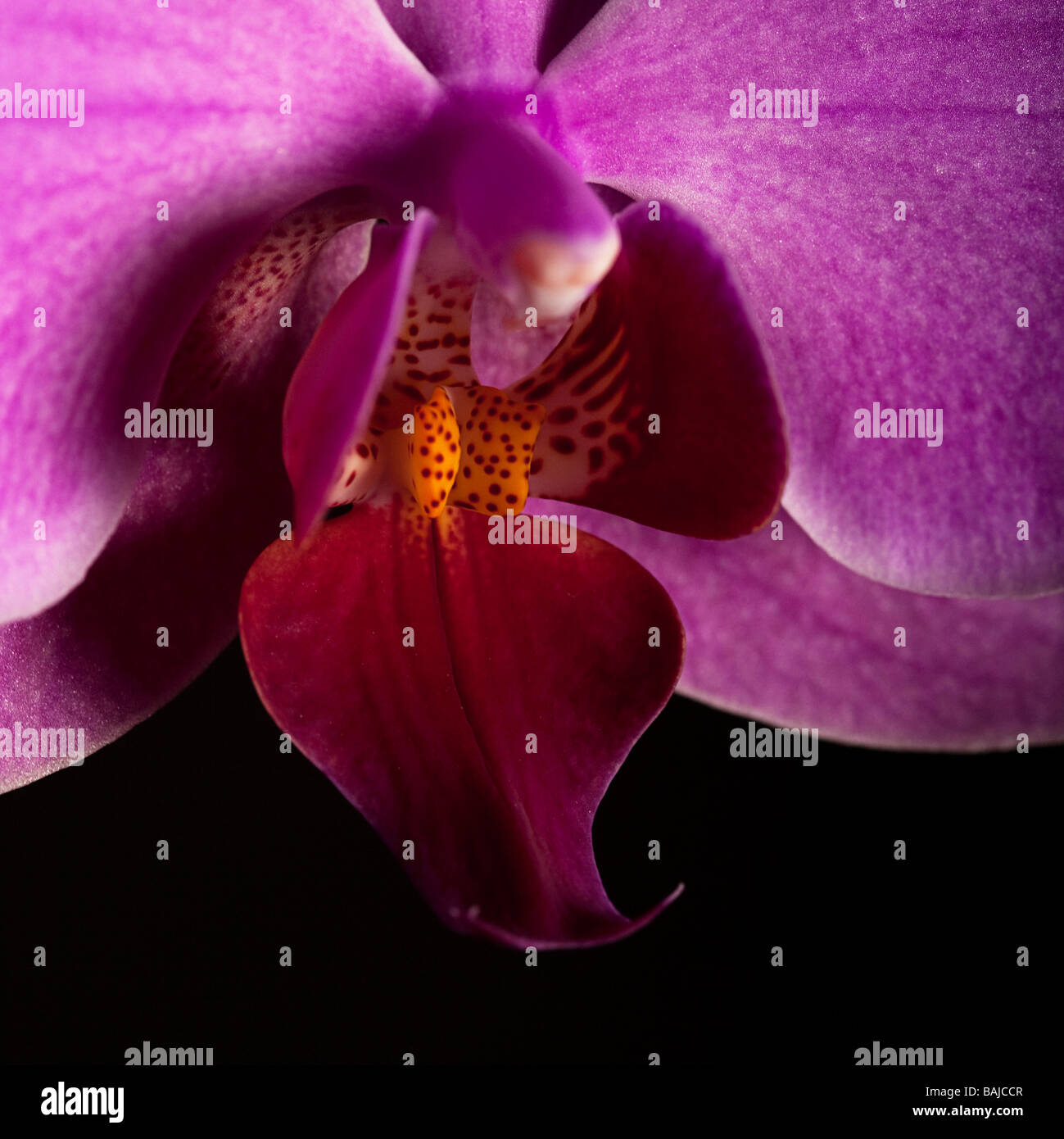 Close up di un unica fioritura di orchidee Foto Stock
