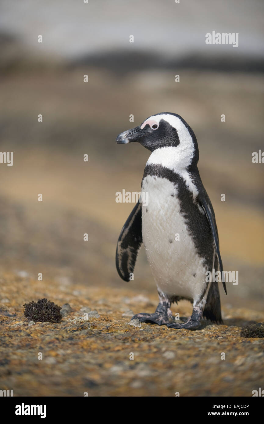 Pinguino africano Spheniscus demersus a Boulder Beach Città di Simon Sud Africa Foto Stock