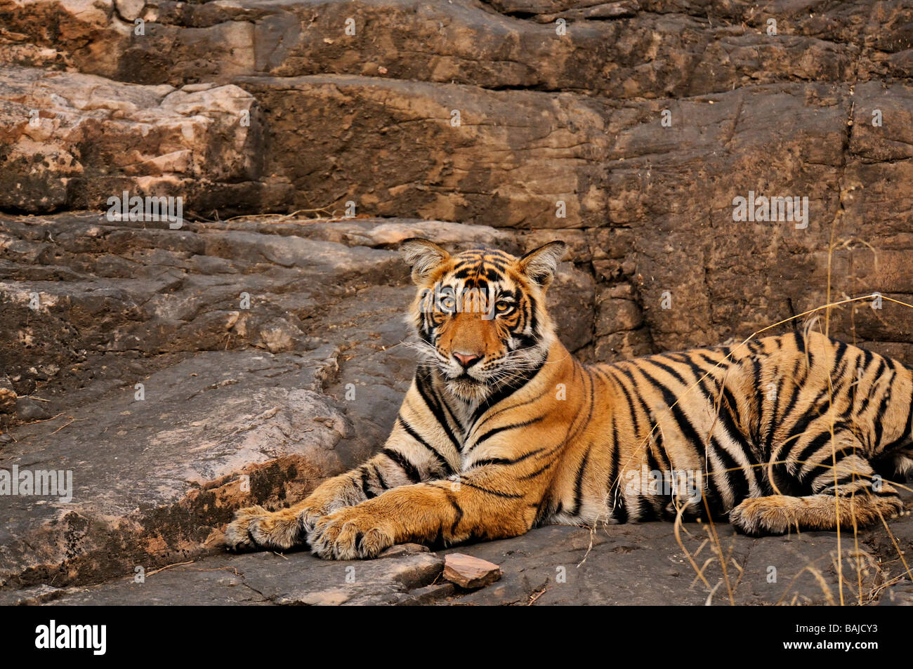 Un giovane tiger in appoggio su una grande roccia nel parco nazionale di Ranthambore Foto Stock