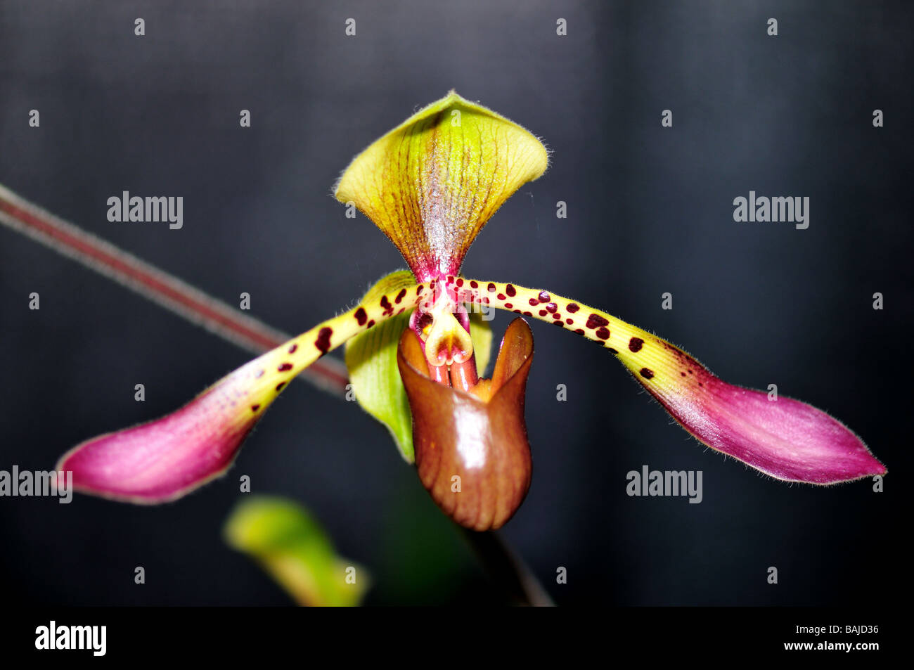 Fiori di orchidea. Pianella della Madonna Paphiopedilum. Foto Stock