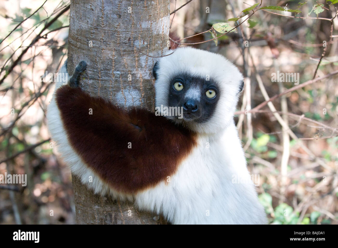 Faccia di un Coquerel lemuri Propithecus coquereli Ankarafantsika Africa Madagascar Foto Stock