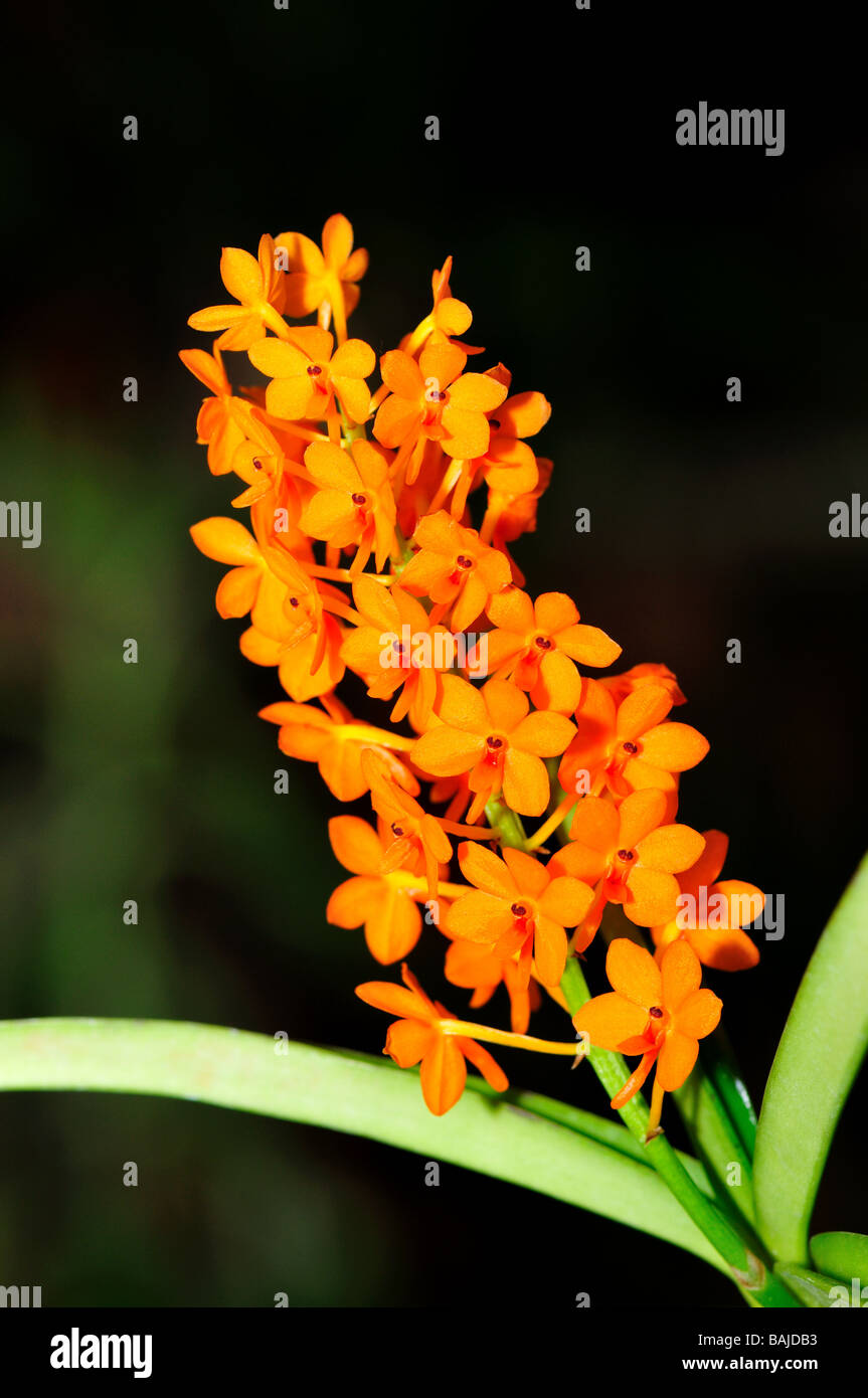 Fiori di orchidea. Cluster di colore arancione. Foto Stock