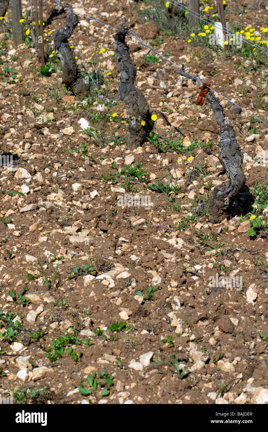 Suolo sabbioso beaune Cote de Beaune Borgogna Francia Foto Stock