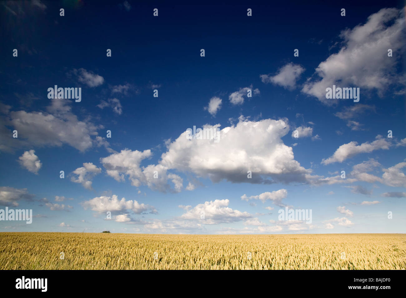 Una vista di un paesaggio agricolo oltre il campo di grano con cielo blu e bianco delle nuvole flffy in altezza dell'estate Foto Stock