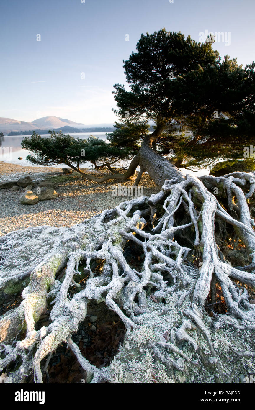 Albero sul bordo della derwent water con esposti sistema root su un gelido inverno di mattina Foto Stock