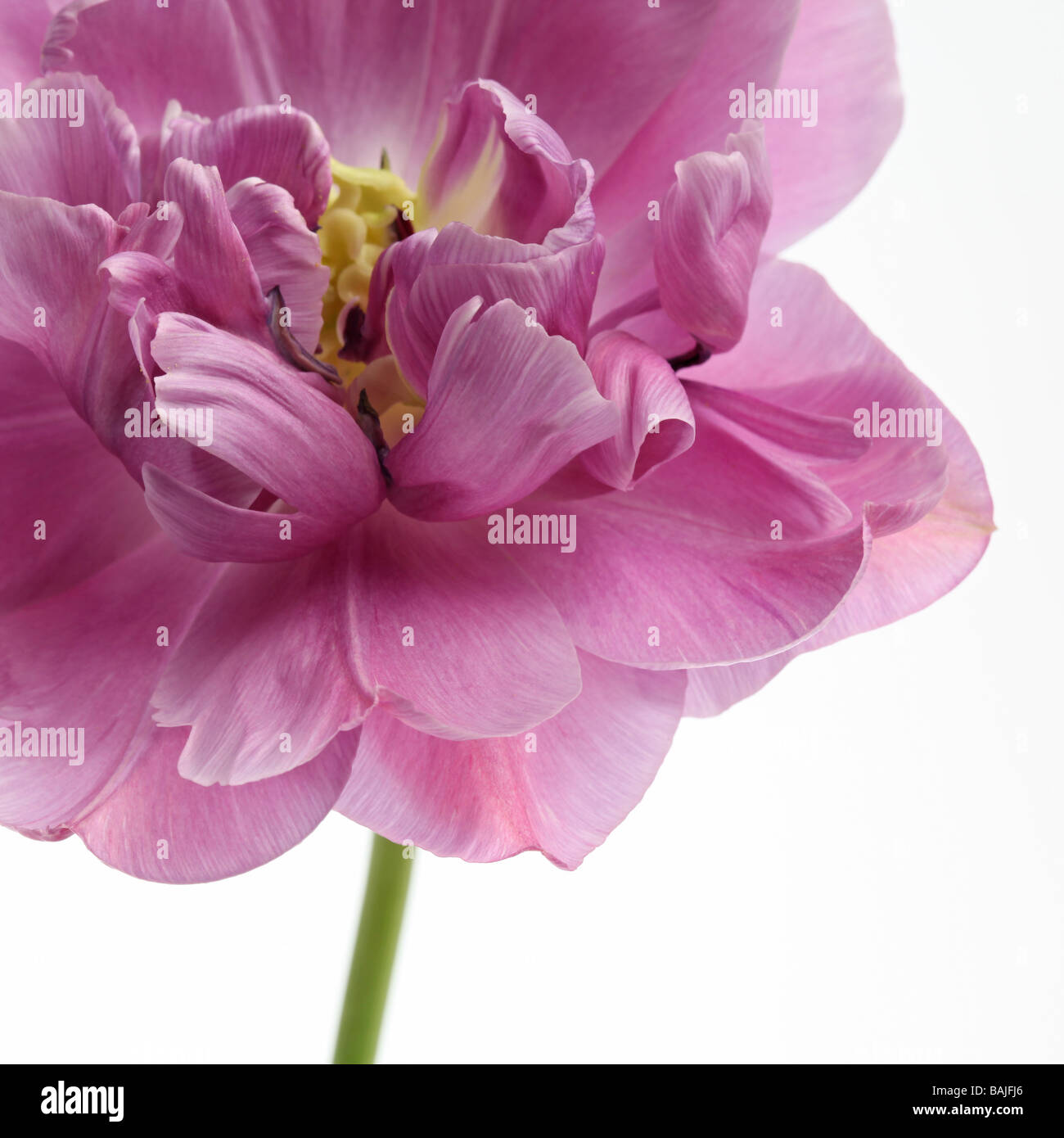 Primo piano di un tulipano tulipa lilla perfezione su sfondo bianco Foto Stock