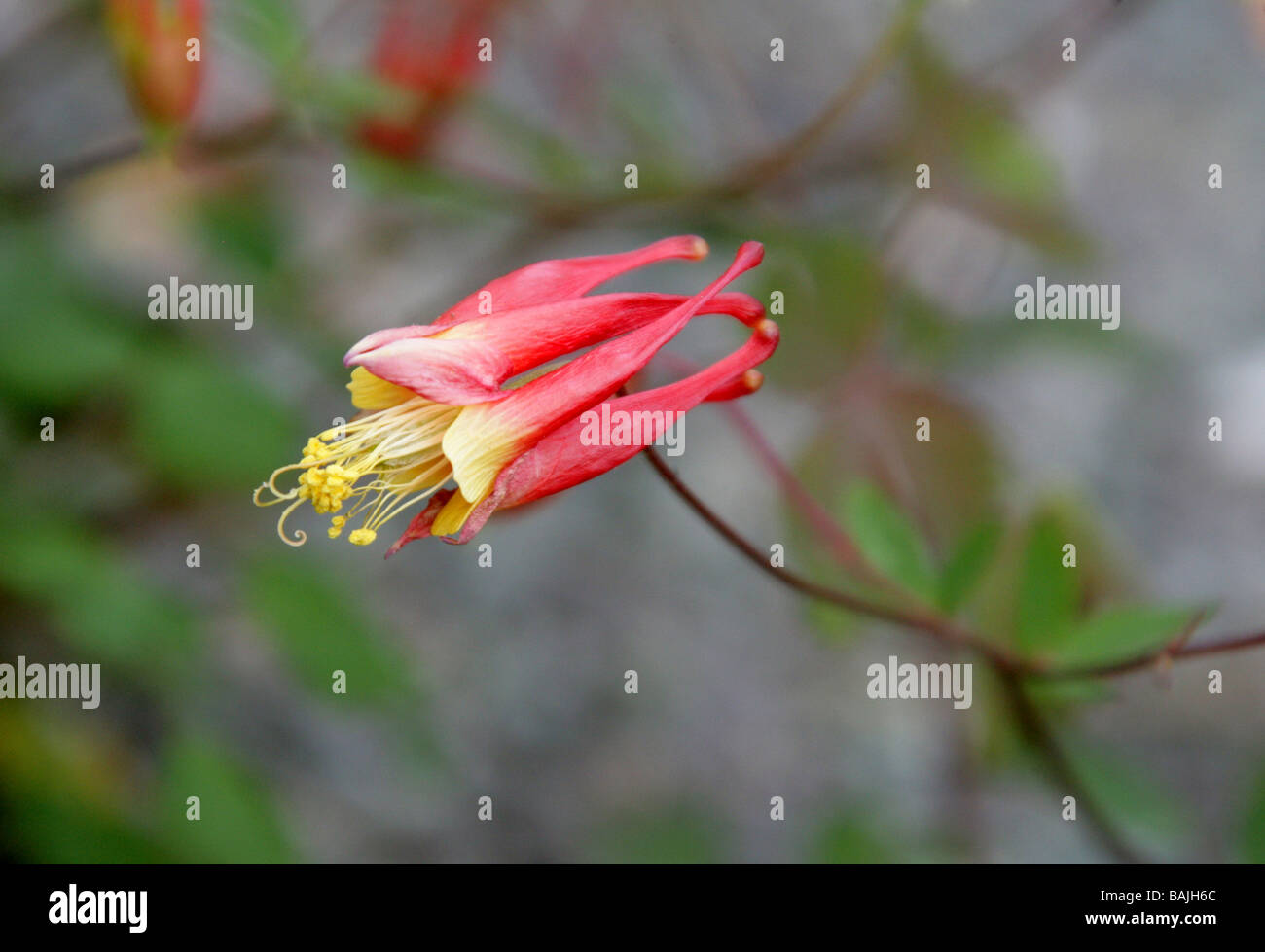 Columbine canadese aka Red aquilegia alpina o selvatiche, Columbine Aquilegia canadensis, Ranunculaceae, Canada, America del Nord Foto Stock