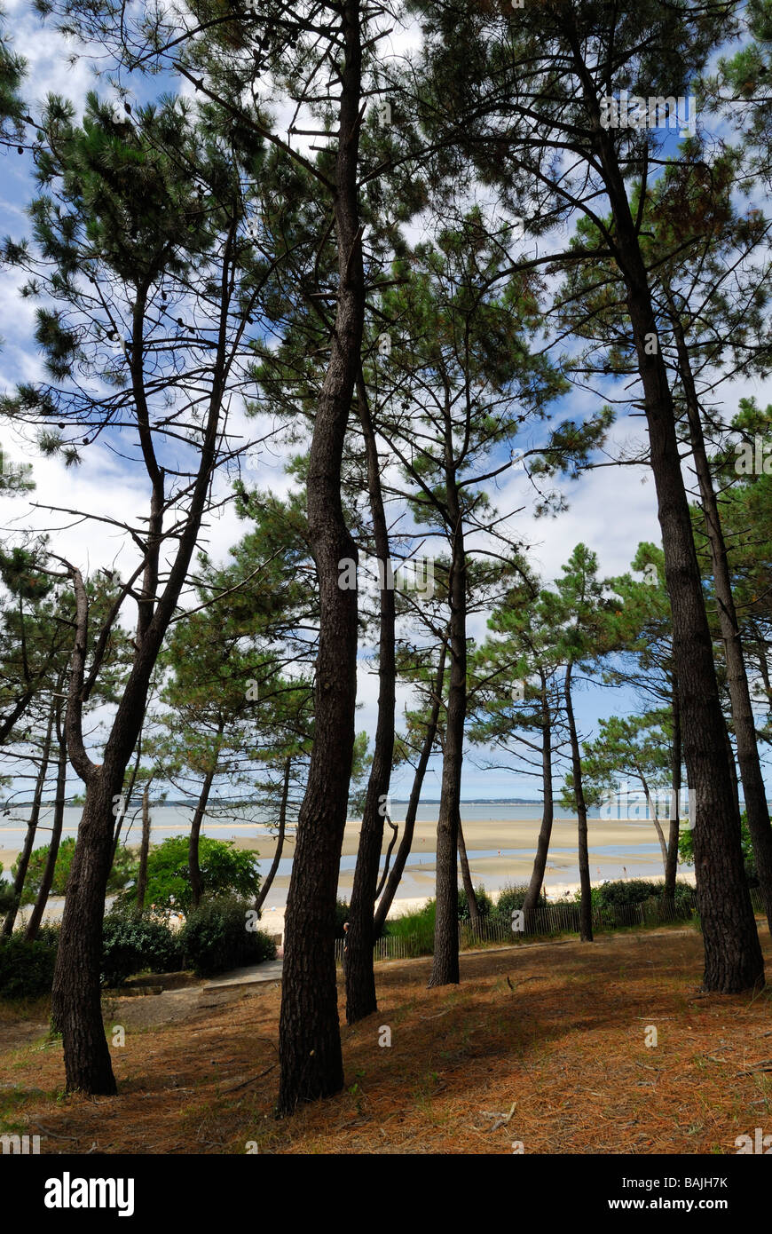 Arcachon Francia pineta spiagge Entretien du Parc Boisé de Pereire Foto Stock