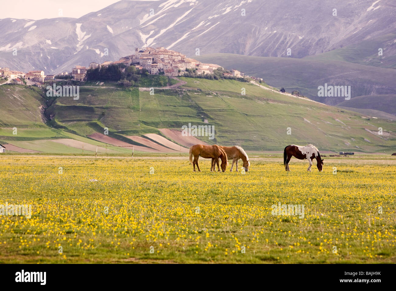 I cavalli pascolano sulla pianura del pianoforte Grande Foto Stock