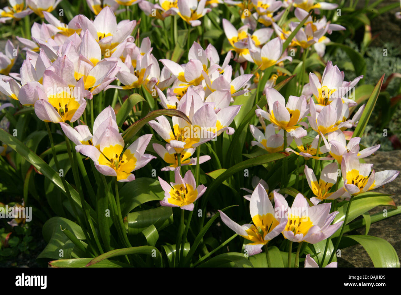 Candia Tulip, Tulipa saxatilis, liliacee, Creta e la Turchia, Europa Foto Stock