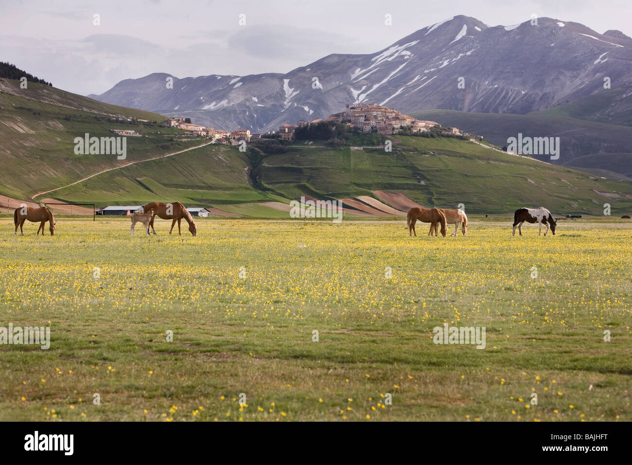 Cavalli liberi vagare e pascolano sul piano Grande è una pianura alta in Umbria Parco Nazionale dei Monti Sibillini in Italia Foto Stock
