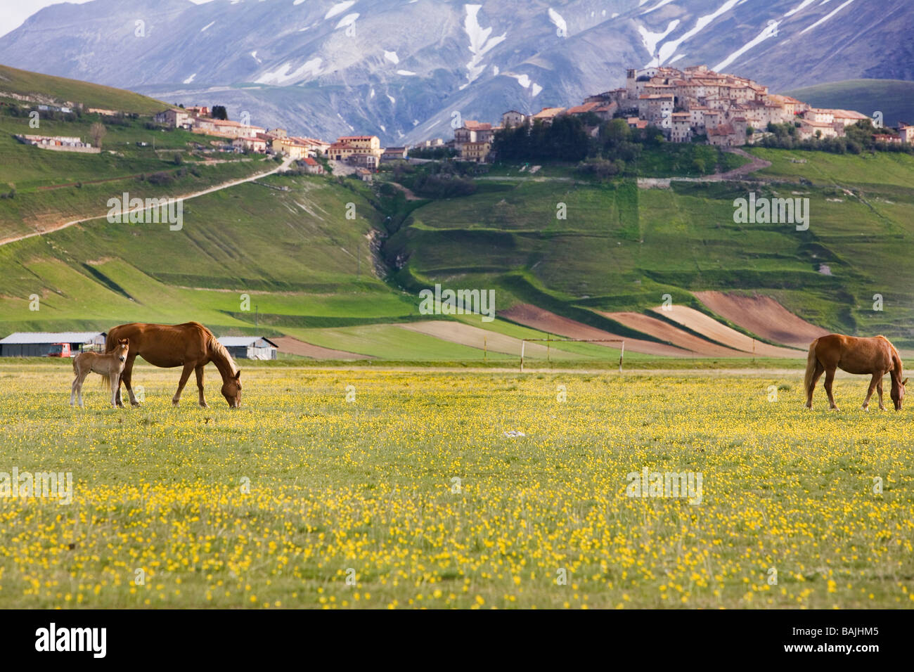 Cavalli liberi vagare e pascolano sul pianoforte Grande nel Parco Nazionale dei Monti Sibillini in Umbria in Italia Foto Stock