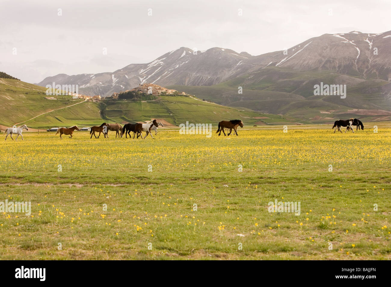 I cavalli che girano liberamente sulla pianura di pianoforte Grande nell'Sibillin Parco Nazionale Foto Stock