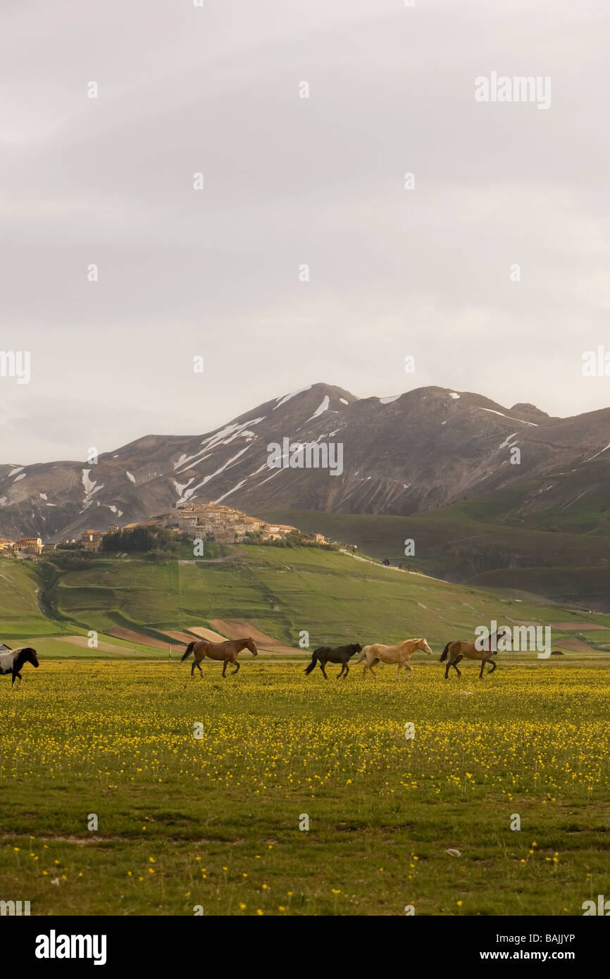 I cavalli che girano liberamente in tutta la pianura del Piano Grande in Umbria Parco Nazionale dei Monti Sibillini in Italia Foto Stock
