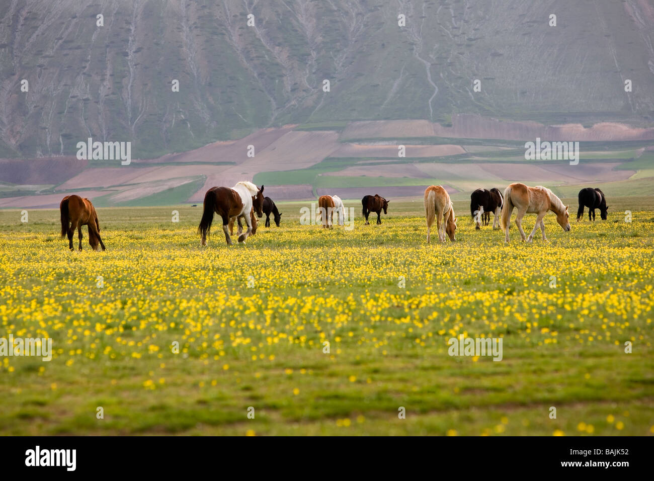 Cavalli liberi vagare e pascolano sulla pianura umbra di pianoforte Grande nel Parco Nazionale dei Monti Sibillini in Italia Foto Stock