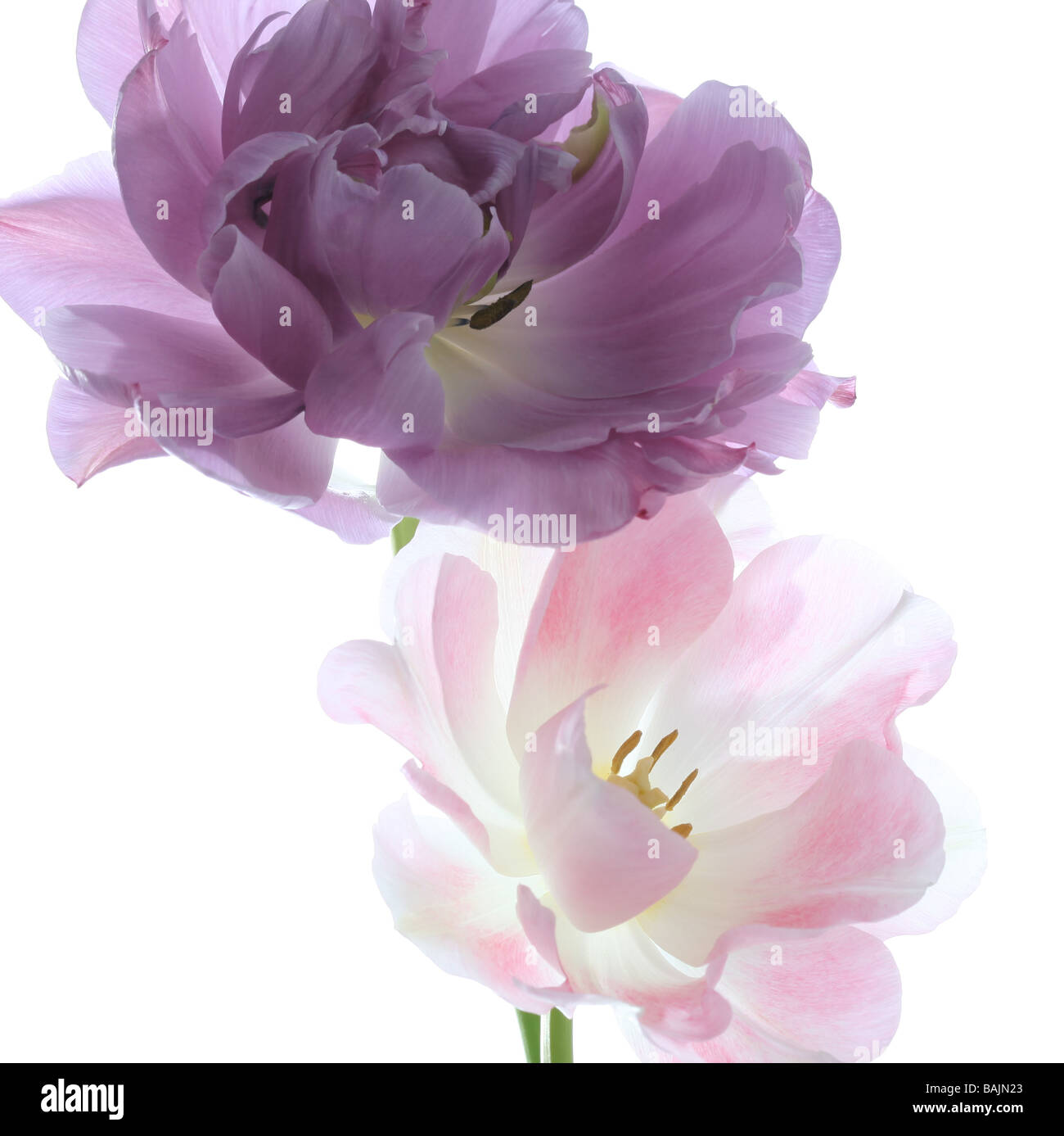 Due tulipani lilla perfezione e Mount Tacoma disposti su uno sfondo bianco Foto Stock