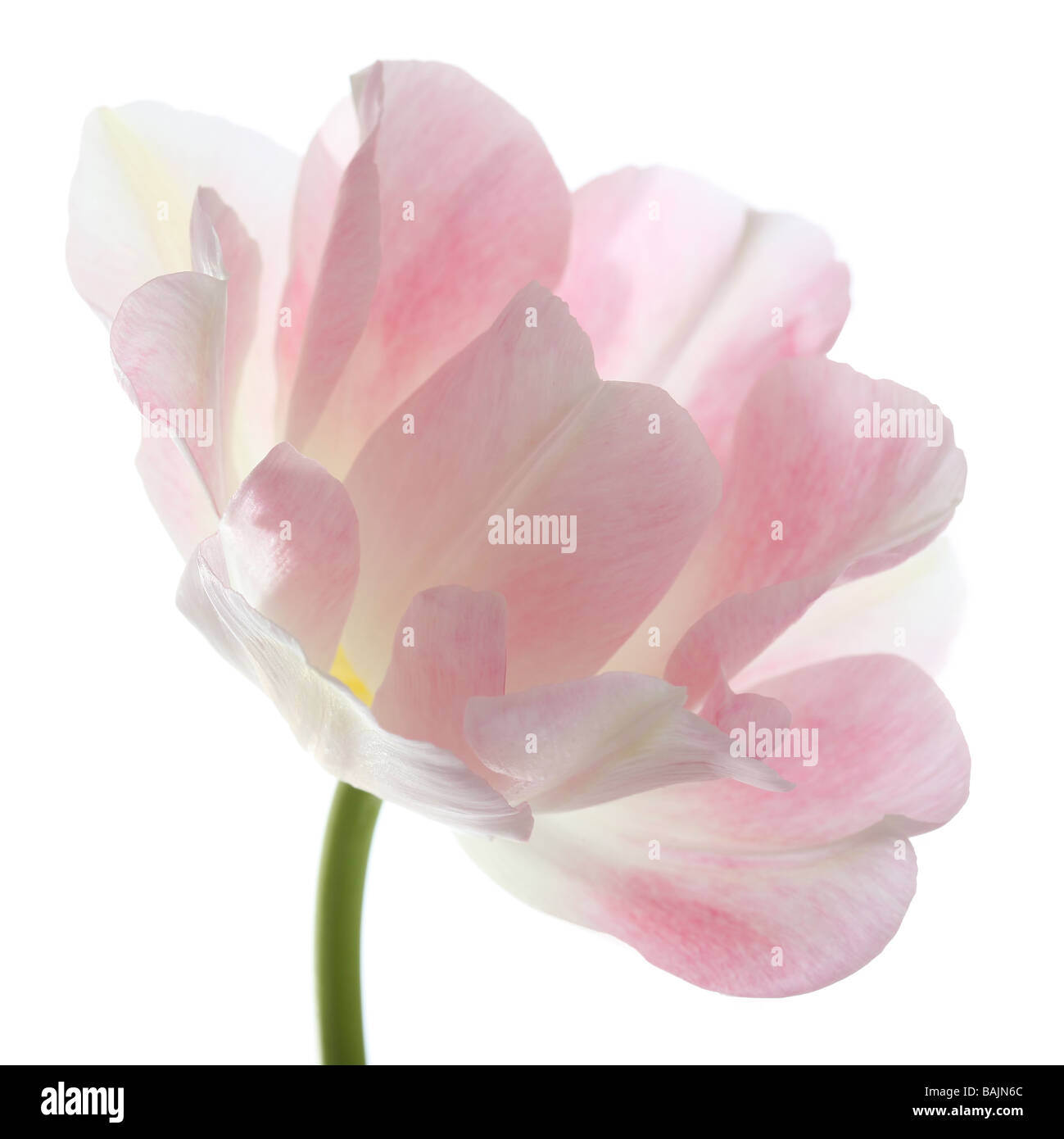 Pink tulip tulipa capolino Mount Tacoma su sfondo bianco Foto Stock