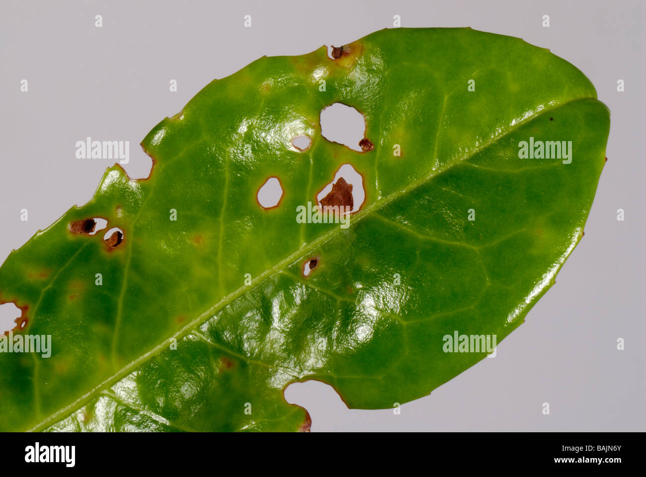 Colpo batterica foro Xanthomonas pruni sintomi in ciliegio foglia di alloro Foto Stock