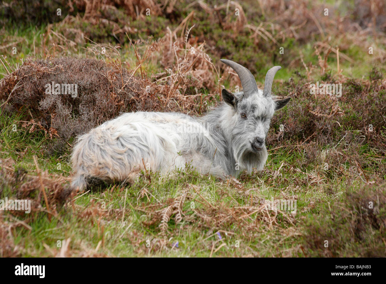 Wild grigio selvatici capra nella Valle delle rocce, Lynton, North Devon. Foto Stock